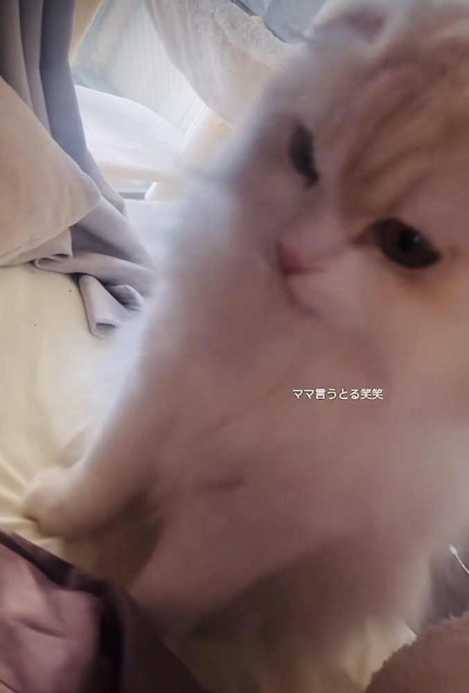 ベッドの上でママを探すスコティッシュフォールド