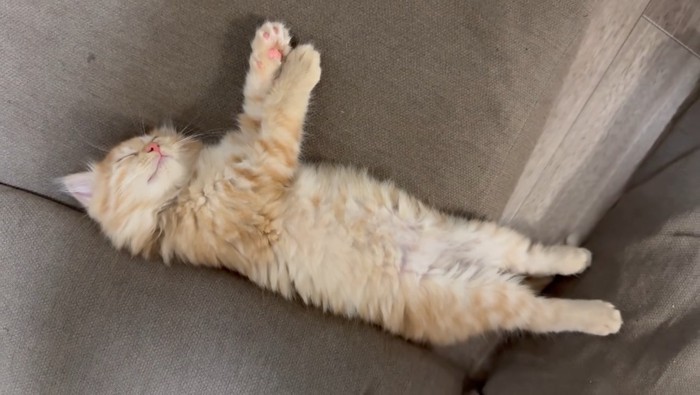 寝ている茶トラ猫