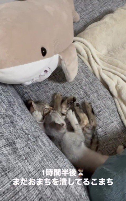 ソファで寝ている2匹の子猫