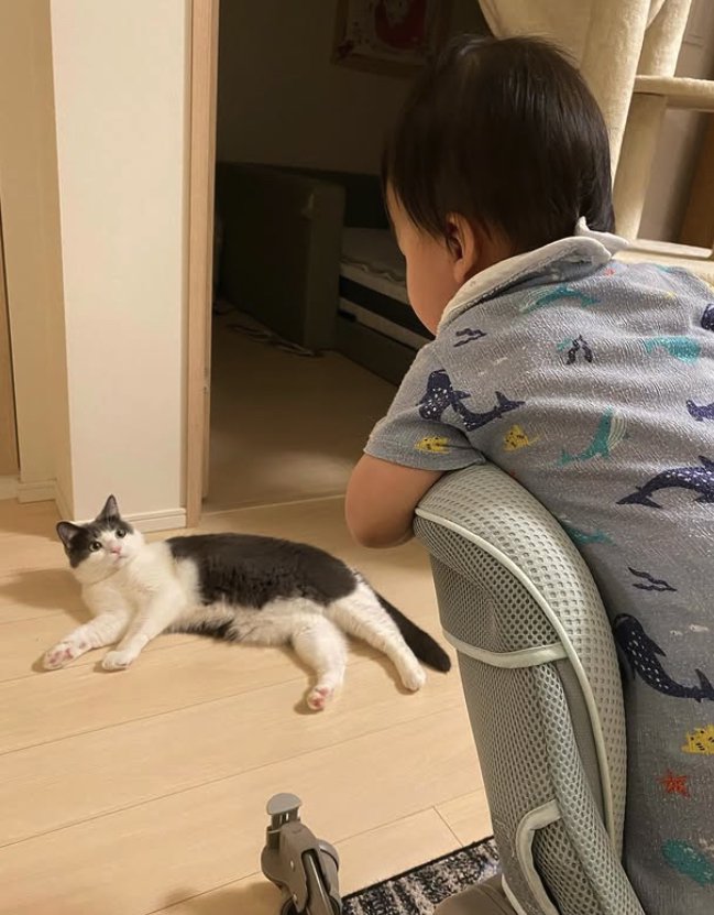 椅子の上にいる子供と見つめ合う横になった猫