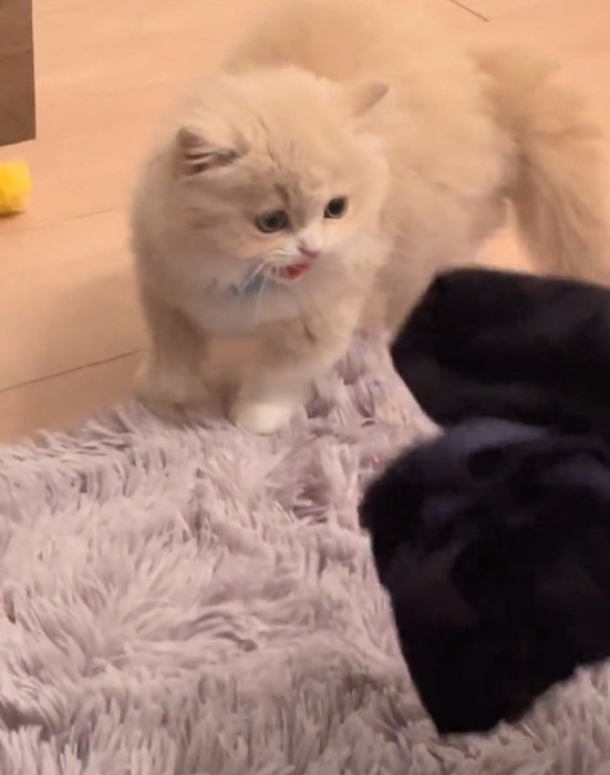 威嚇するもなかくん