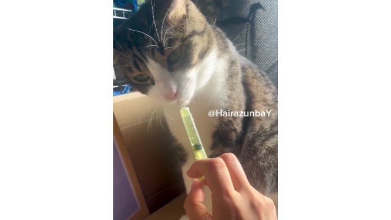 水を飲んでいる猫