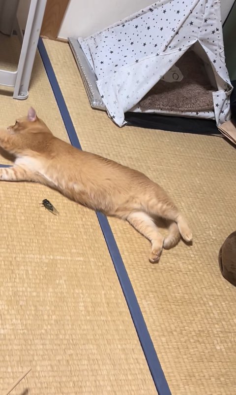 セミの近くで寝転がって伸びている猫