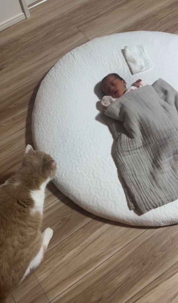 左側から見守る猫1