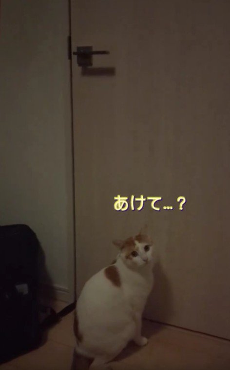 振り返る猫
