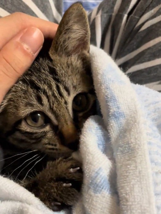 撫でられる子猫