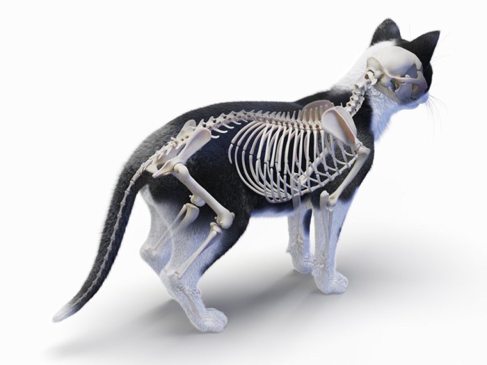 猫の骨格のイメージ画像