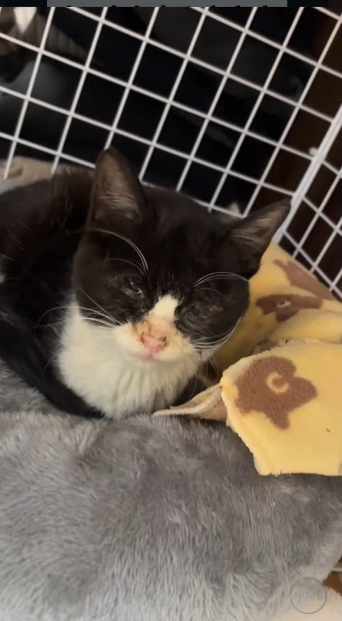 ケージの中にいる子猫