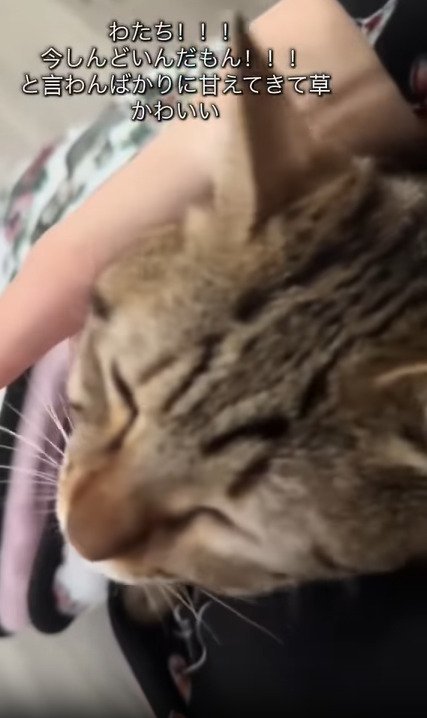 飼い主に甘える猫