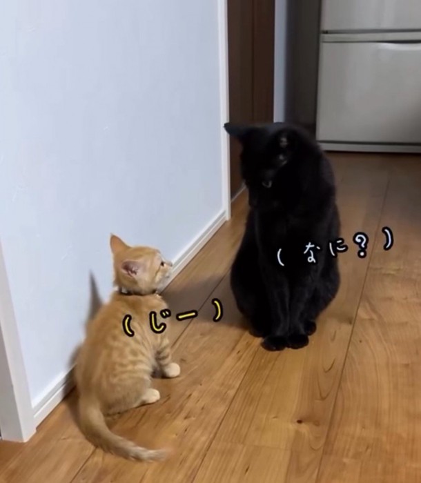 子猫に視線を返す黒猫