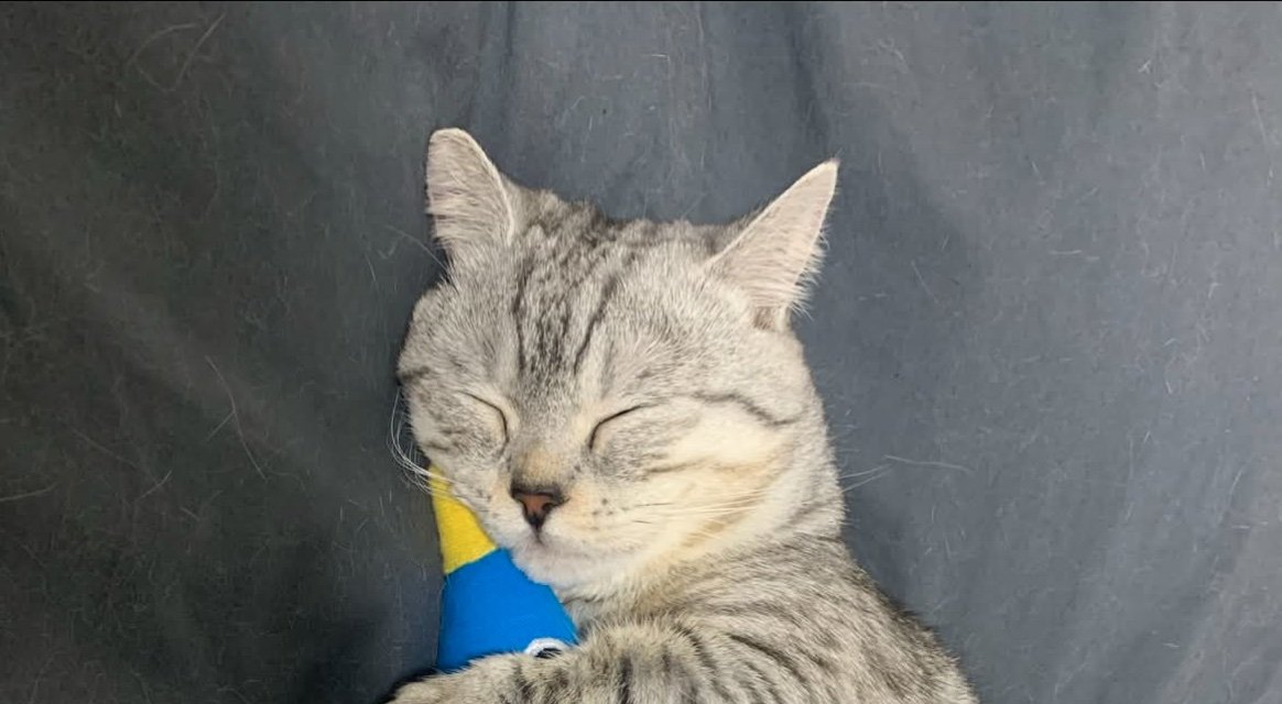 眠る猫の寝顔