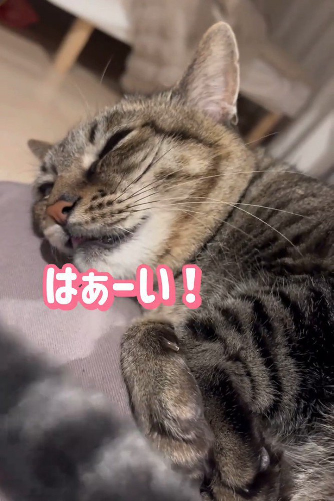 寝そべったまま鳴く猫