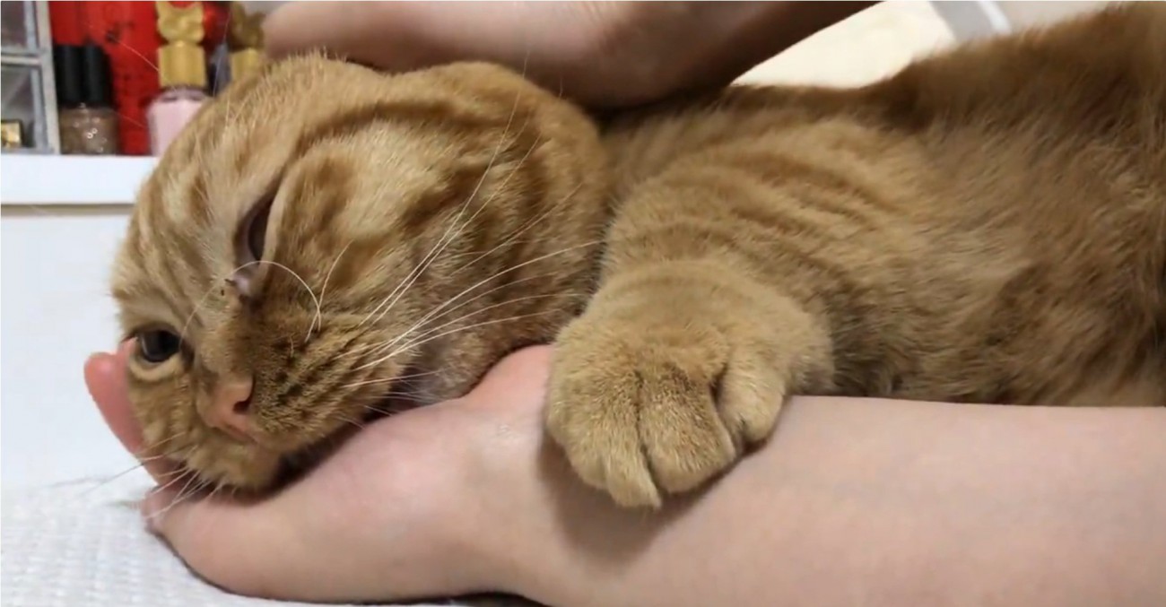 撫でられて鳴く猫