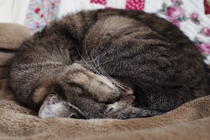 丸く小さくなって寝る猫