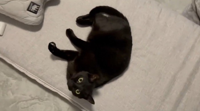 床で寝そべる猫