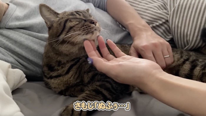 飼い主に顎を撫でられる猫