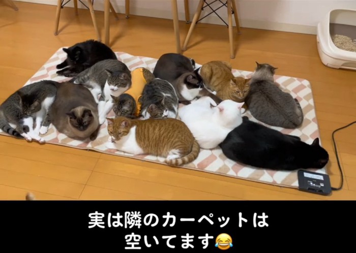 ギュウギュウ詰めの猫ちゃんたち