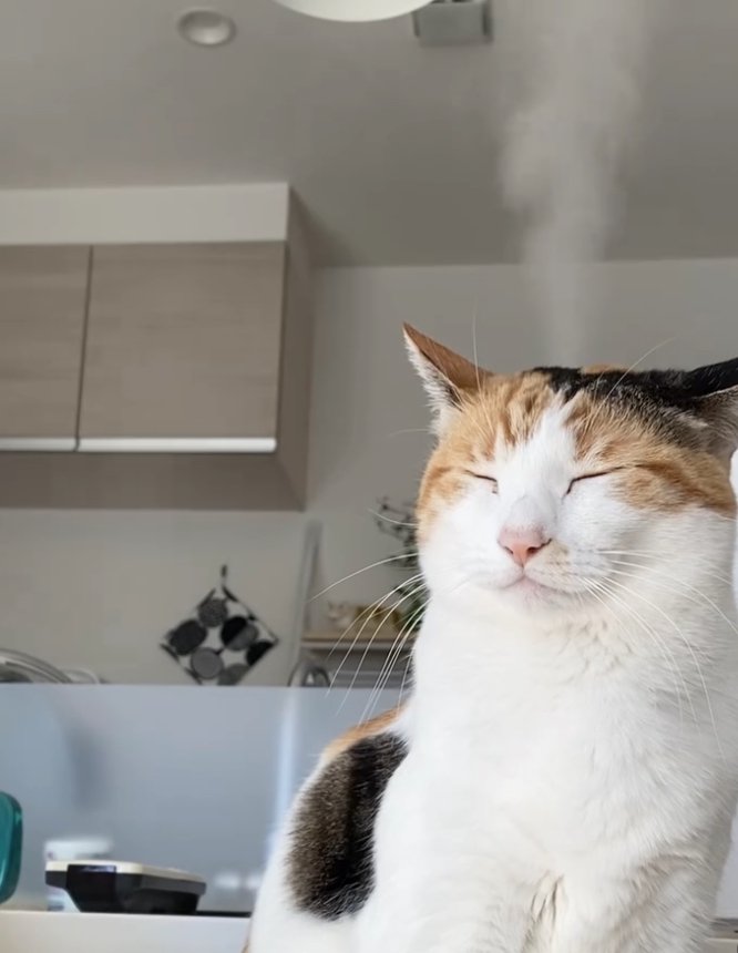 頭から湯気を出している目を閉じた猫(半身)