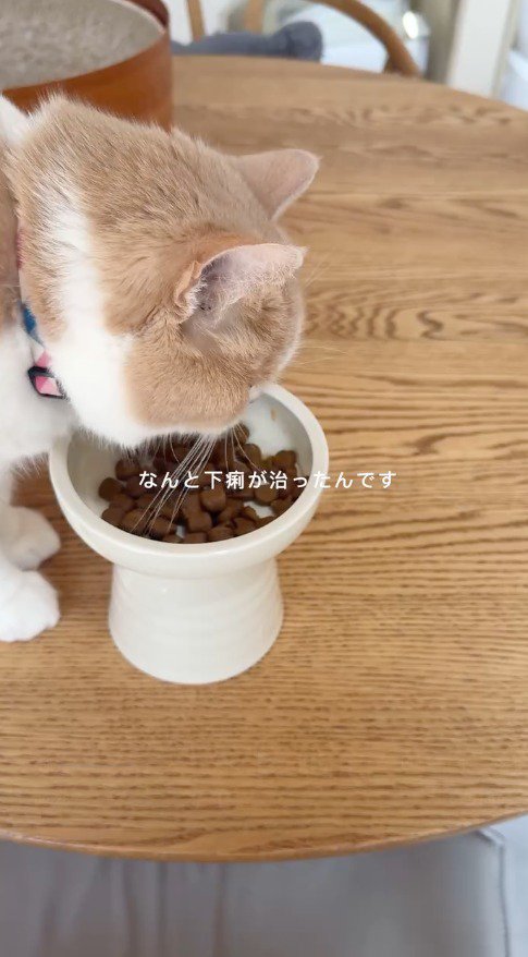 皿に入ったキャットフードを食べる猫