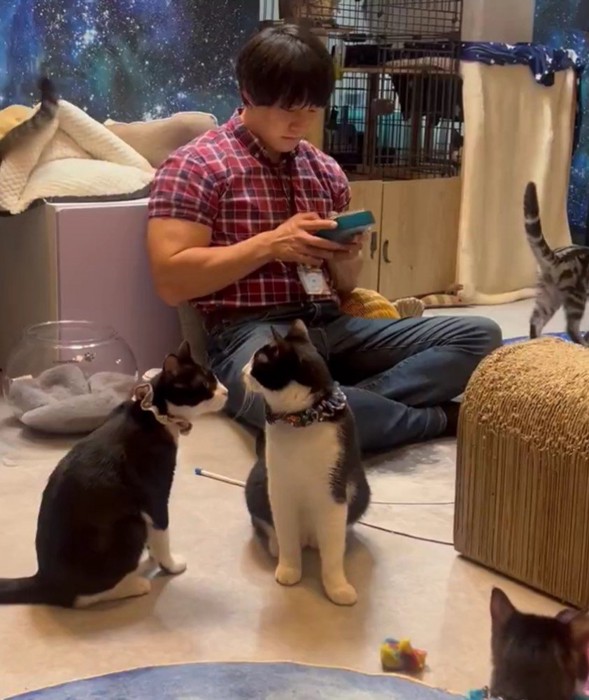 青木マッチョさんと猫たち