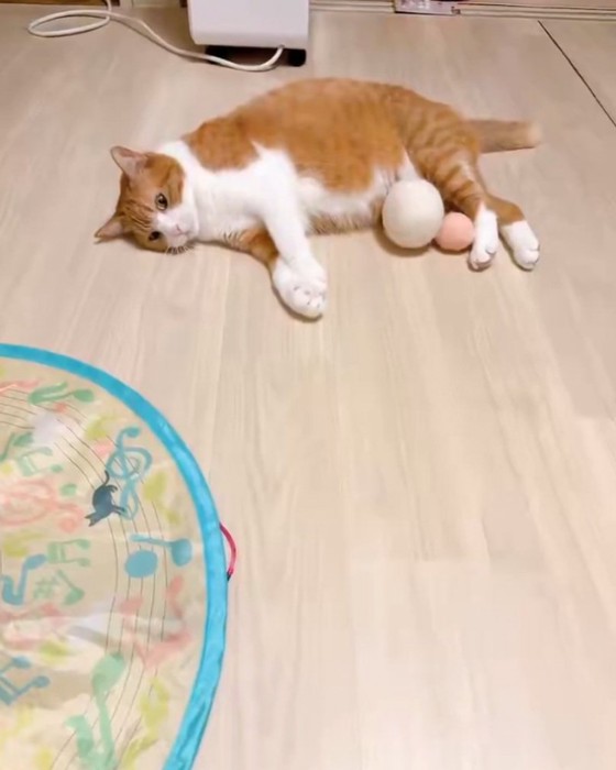 反応しない猫