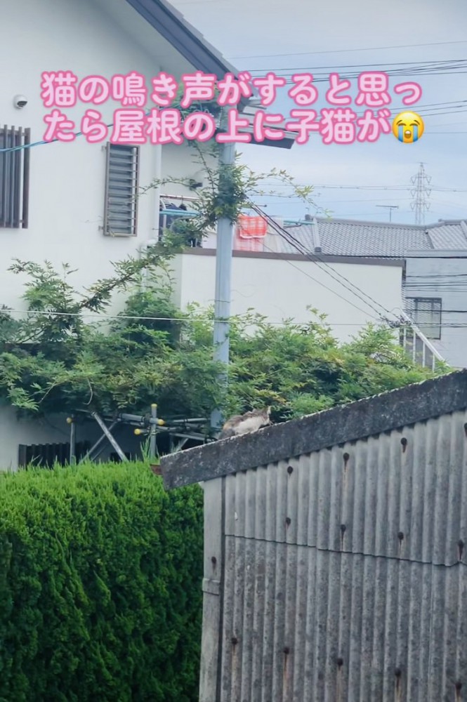 屋根の上で鳴き叫ぶ子猫