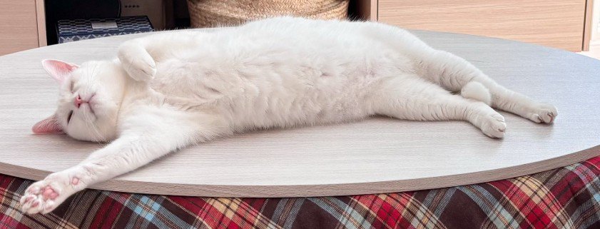 こたつの上で寝る猫（アップ）