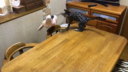 猫パンチを食らうオウム
