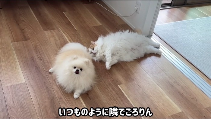 横になりながら犬を見つめる猫