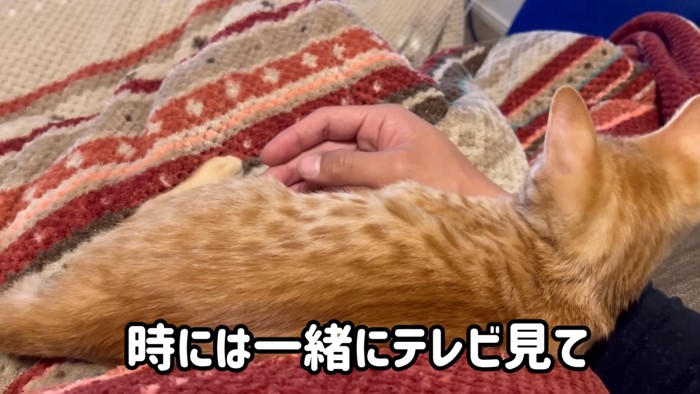 人の膝の上に乗る猫
