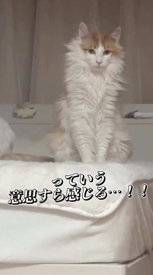 ベッドの上から飼い主を見下ろす猫