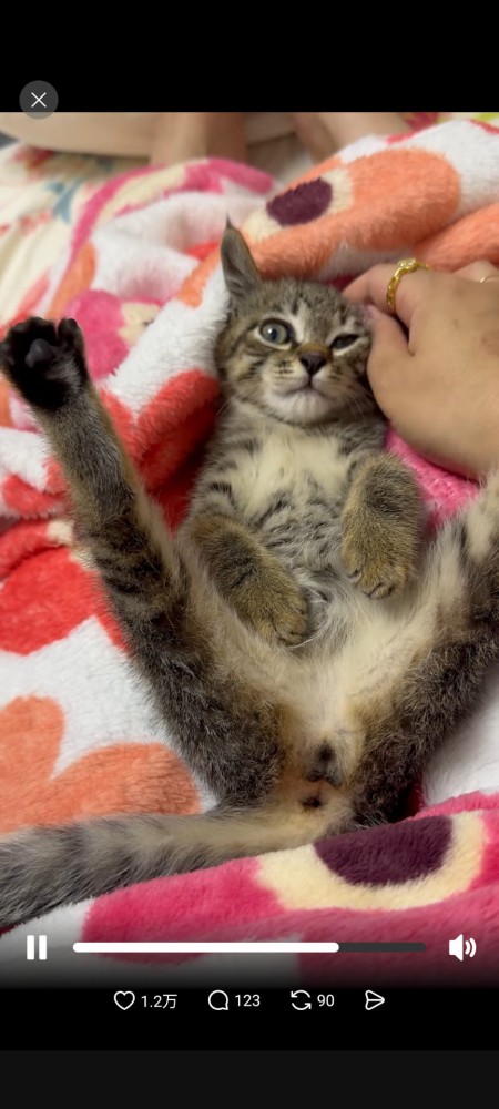 仰向けに転がった猫