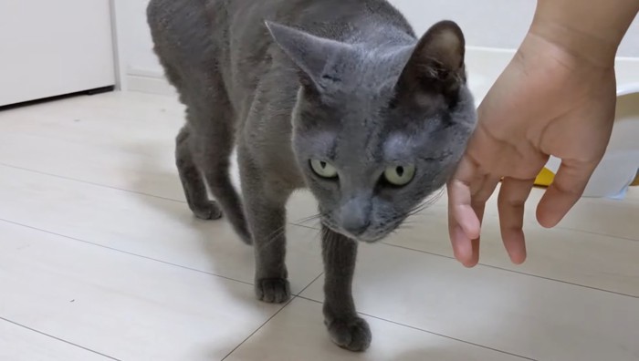 手にすり寄る猫
