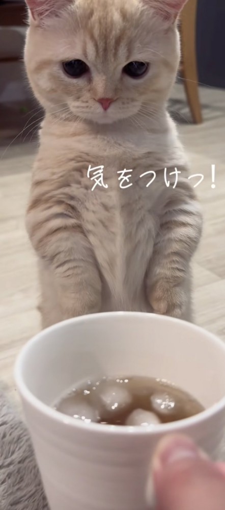 「気をつけっ！」のテロップ写真