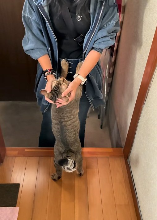 撫でられる猫