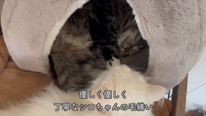 テロップ「優しく優しく~」