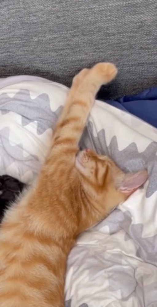 前足を伸ばして眠る茶トラ猫