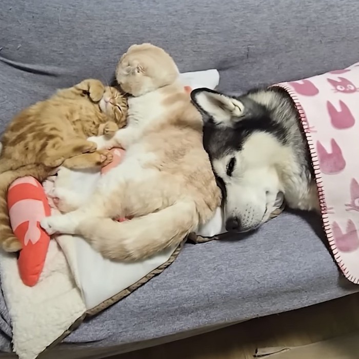 3匹が並んでいる写真