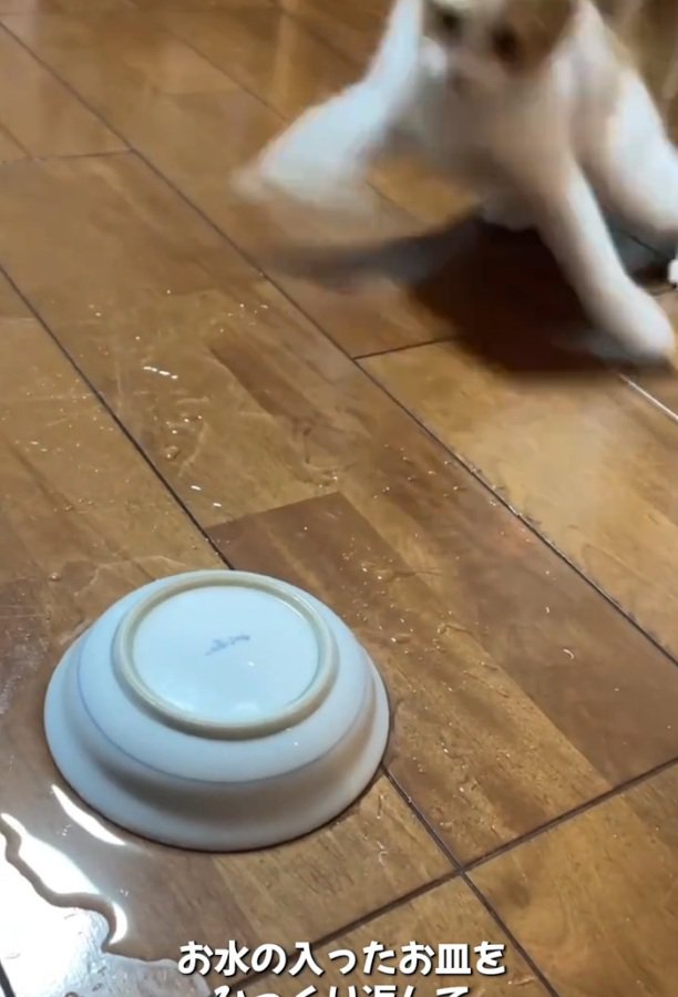 サイドステップするのんちゃん