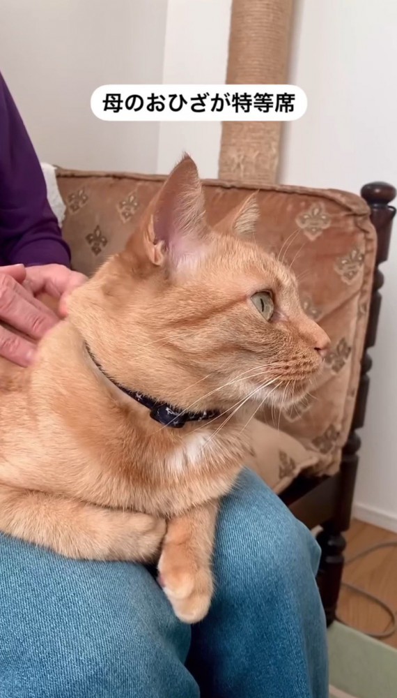 飼い主の膝の上に座る猫