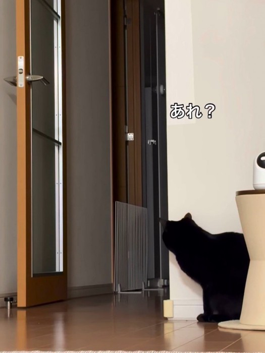 姿勢を低くする猫