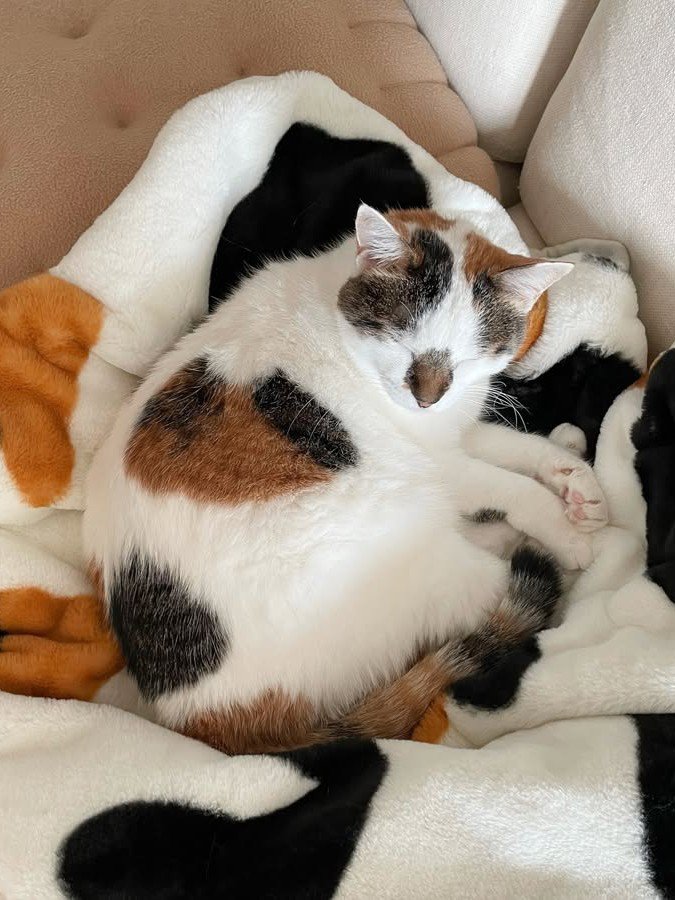 毛布の上で丸くなる猫