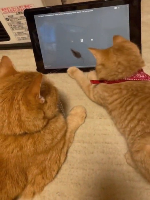 動画を見る成猫と子猫