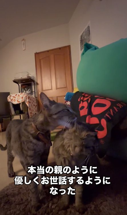 立って子猫の毛づくろいをしている猫