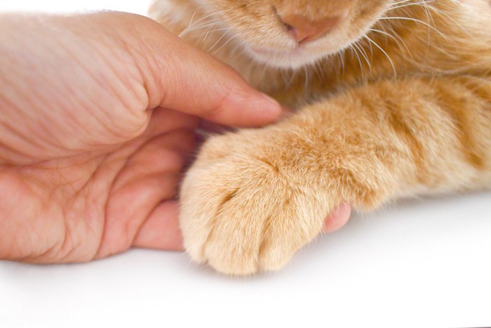 前足を触られている猫