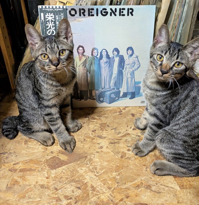 猫とレコード
