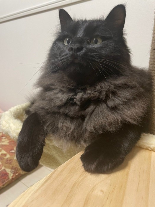 ハンモックに乗る猫