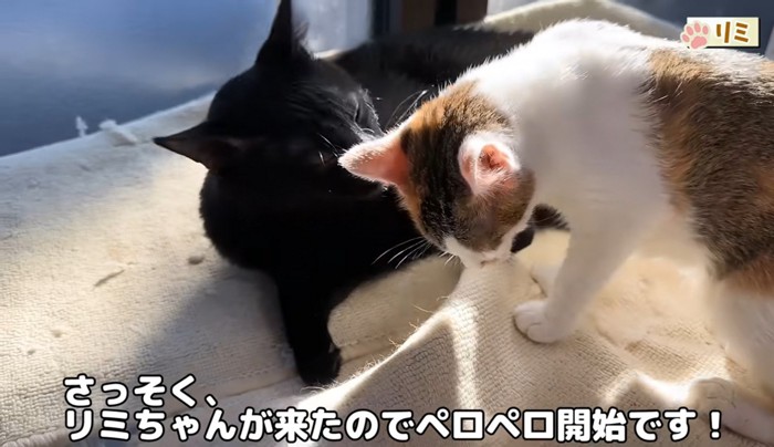 子猫を毛づくろいする黒猫