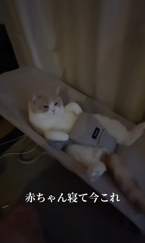 バウンサーに乗っている猫