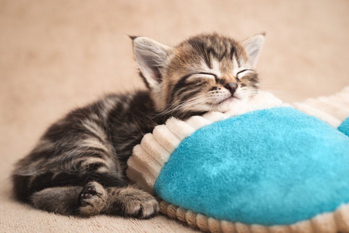 スリッパに顎を乗せる猫